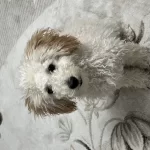 Ücretsiz Sahiplendirme