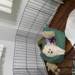 Pomernian Boo 3 Aylık