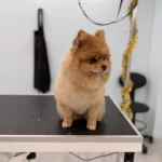 Ankara Içi Yeni Yuva Arayan Oğlumuz Miço