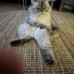 Sakin Bony Oldukça Sessiz Uyumludur. Kötü Bir Huyu Yoktur. Size Iyi Bir Can Dostu Olur