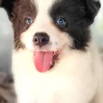 Border Collie Yavruları