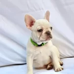 Exotic French Bulldog Yavruları