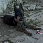 5 Aylık Erkek Malinois Belçika Kurdu Erkek Aşili
