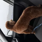 10 Aylık Aşıları Tam Maltipoo