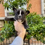 Çok Sevimli Ve Oyuncu French Bulldog Yavrularımız