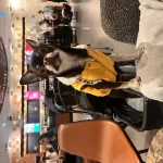 11 Aylık Erkek Chihuahua