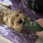 5 Aylık Bir Maltipoo