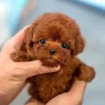 Orjinal Toy Poodle Yavruları