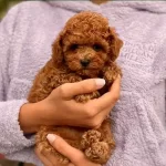 Orjinal Toy İsteyenler