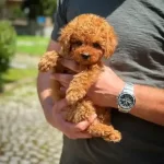 Orjinal Toy Poodle Yavruları