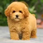 Orjinal F1 Maltipo Yavruları