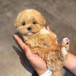 Orjinal Maltipo Yavrularımız