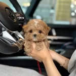 Orjinal Maltipo Yavruları