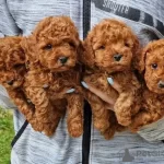 Orjinal Poodle Yavruları