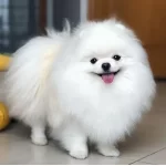 Orjinal Pomeranian Boo