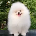 Orjinal Boo Isteyenlere