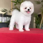 Orjinal Boo İsteyenlere