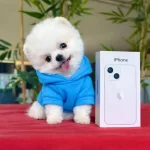 Orjinal Pom Pomerania