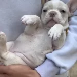 Platinum French Bulldog