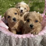 Poodle Yavrular İzmir