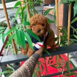 Orjinal Poodle İsteyen