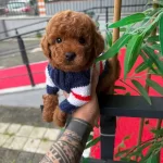 Orjinal Toy Poodle Yavruları