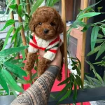 Orjinal Toy Poodle Yavruları