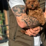 Orjinal Toy Poodle Yavruları