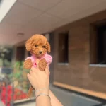 Orjinal Toy Poodle Yavrularımız