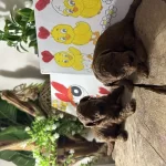 Toy Poodle Yavruları