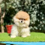 Orjinal Pomeranian Boo