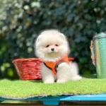 Orjinal Pomeranian Boo