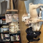 Labrador Kırması Köpeğimizin Yavrularından Son Kalan Yuva Arıyor