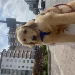 Acil Yuva Bulmamiz Lazim Ltf