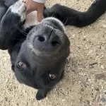 Acil Ücretsiz Sahiplendirme. Barinağa Gönderilecek!