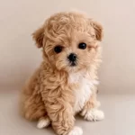 Sağlıklı, Sosyal Ve Aşılı Toy Poodle Yavrular