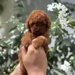 Özenle Büyütülen Aşılı Toy Poodle Yavrular