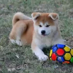 Japon Akita İnu Yavruları