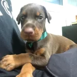 Kızıl Doberman Yavruları