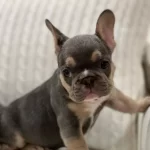 Lilac Tan French Bulldog Yavruları