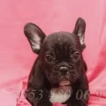 French Bulldog Yavruları
