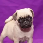 Dünya Tatlısı Pug Yavruları