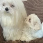 Çok Özel Maltese Yavruları