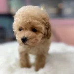 Sevimli Maltipoo Yavruları