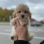 F2 Maltipoo Yavruları