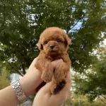 Toy Poodle Yavruları