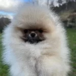 Pomeranian Boo Yavruları