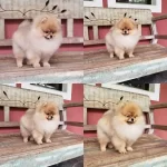 Pomeranian Boo Yavruları