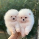 Pomeranian Boo Yavruları