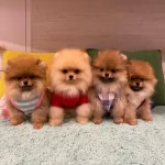 Teddy Bear Pomeranian Yavruları